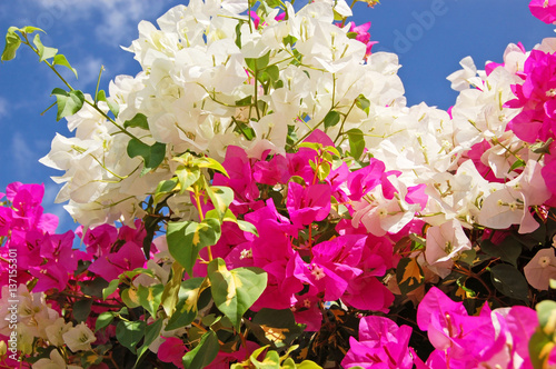 Фотография Beautiful bougainvillaea flower