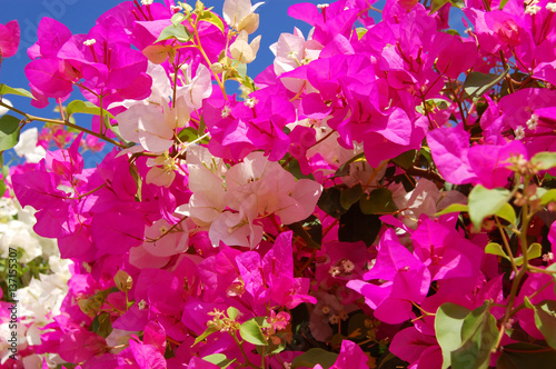 Obraz na płótnie Beautiful bougainvillaea flower