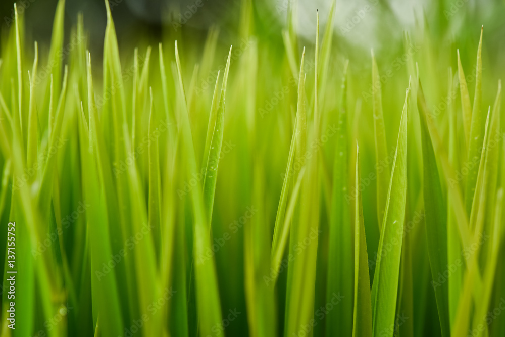 Rice. Fresh green Rice with dew drops closeup. Soft Focus. Abstract Nature Background. Rice. Fresh green Rice with dew drops closeup. Soft Focus. Abstract Nature Background.