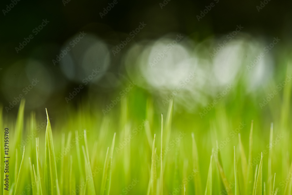 Fototapeta premium Rice. Fresh green Rice with dew drops closeup. Soft Focus. Abstract Nature Background.