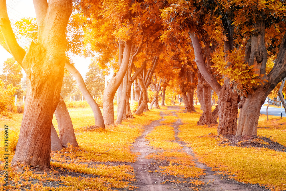 Beautiful autumn tree tunnel with falling golden leaves on a sunny day