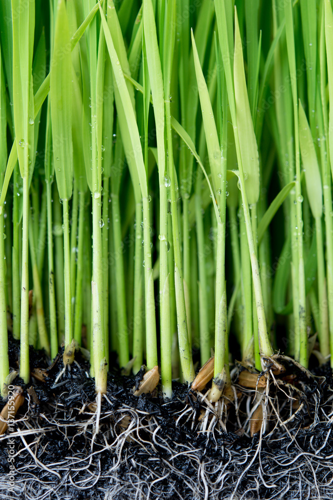 Obraz premium Sapling planting of rice preparations.