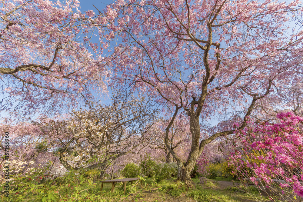 Fresh pink flowers of sakura growing in Japanese garden, natural background Fresh pink flowers of sakura growing in Japanese garden, natural background