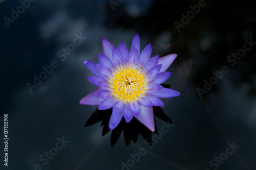 single violet lotus