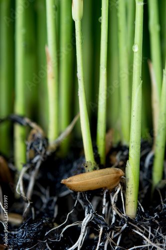 Sapling planting of rice preparations.