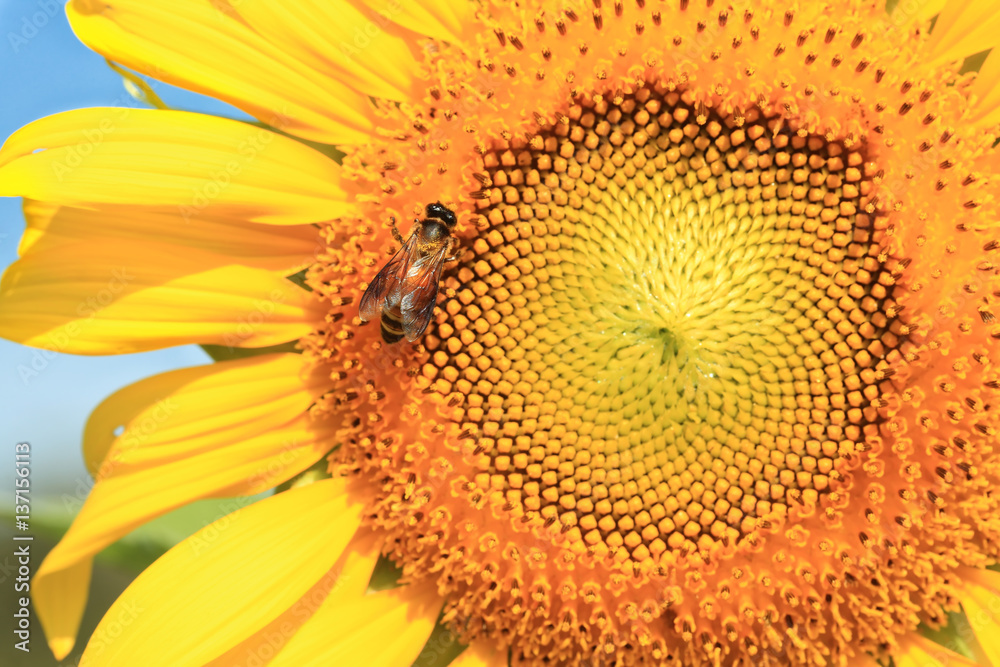 sunflower macro photo sunflower macro photo