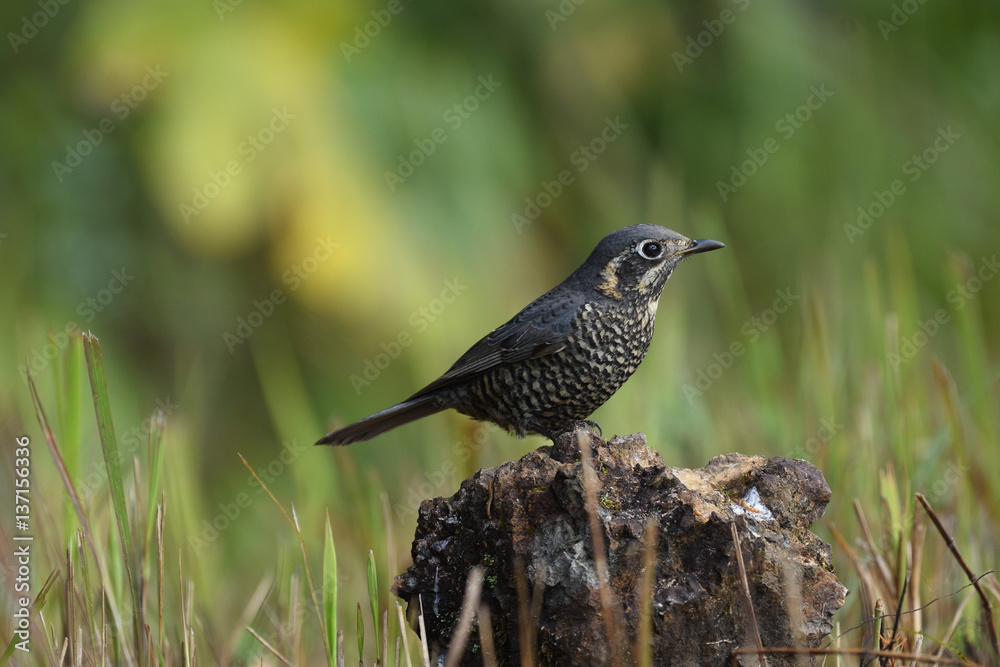 Obraz premium Thrush Birds in Thailand and Southeast Asia.