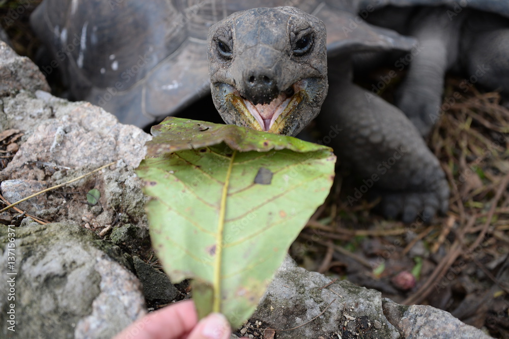 Giant tortoise on the La Digue island of the Seychelles Stock Photo ...