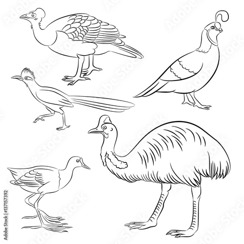 cassowary, roadrunner, jacana, quail, maleo bird simple line illustration set photo