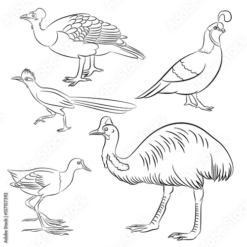 cassowary, roadrunner, jacana, quail, maleo bird simple line illustration set