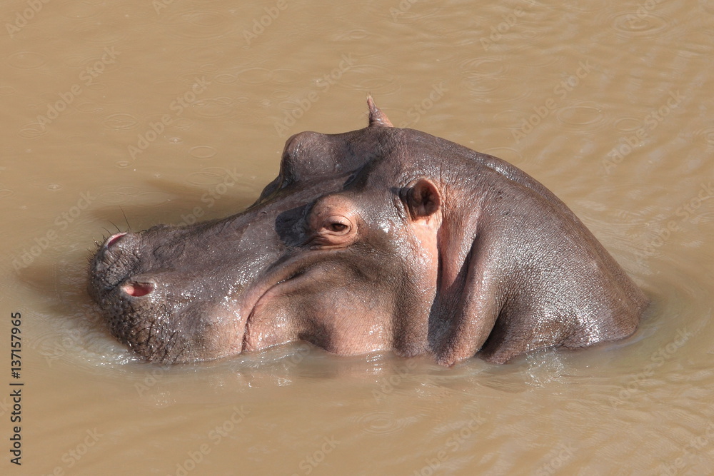 Fototapeta premium Hippo