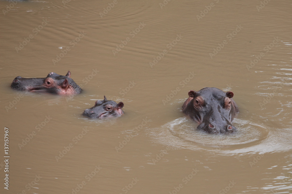 Fototapeta premium hippopotamus family in water