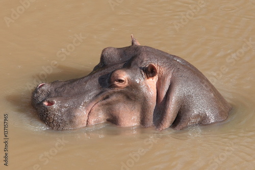 Hippo