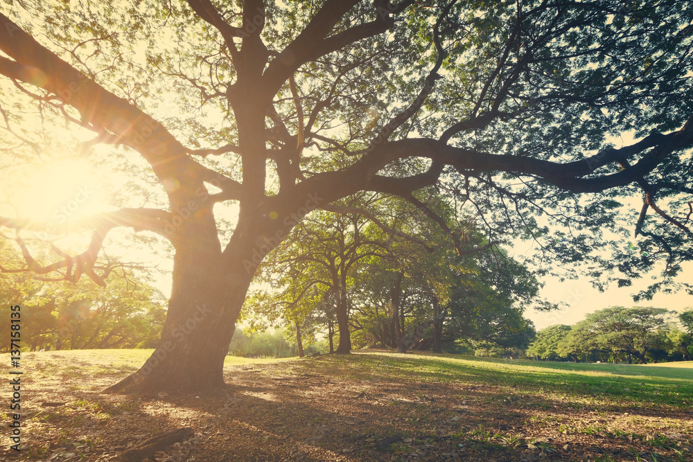 Fototapeta premium The landscapse nature and sunset in park