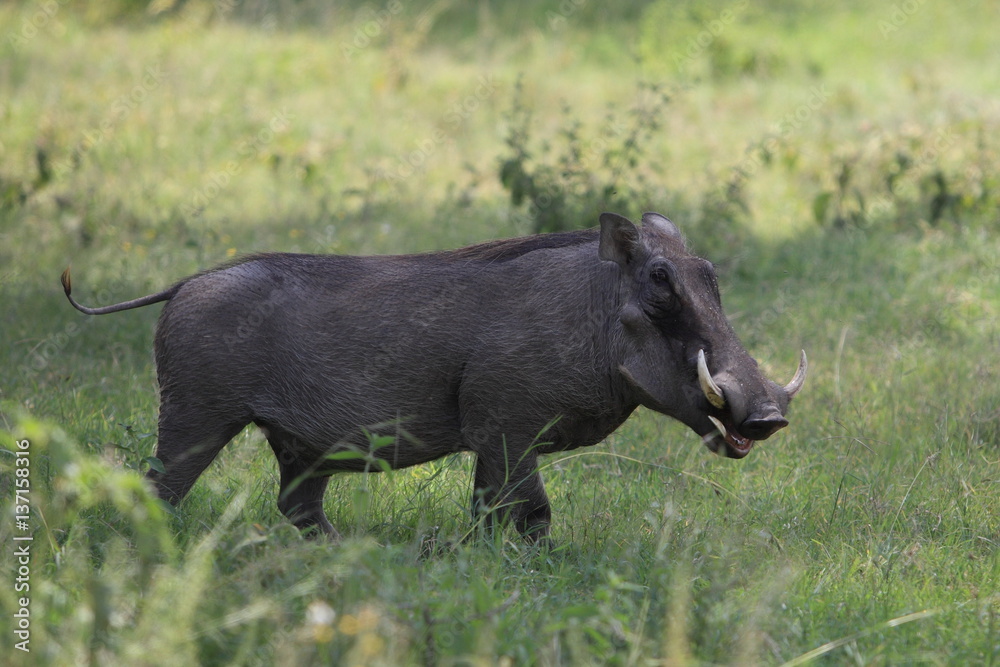Fototapeta premium Wild warthog