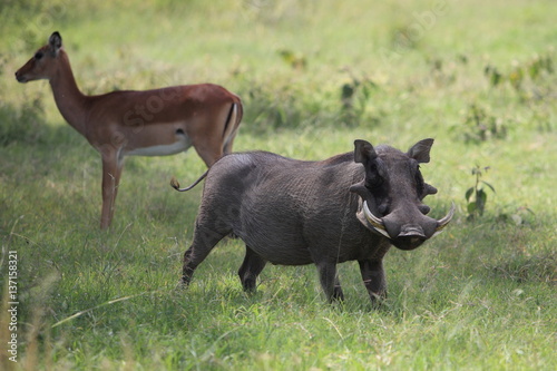 Foto Warthog in African savannah