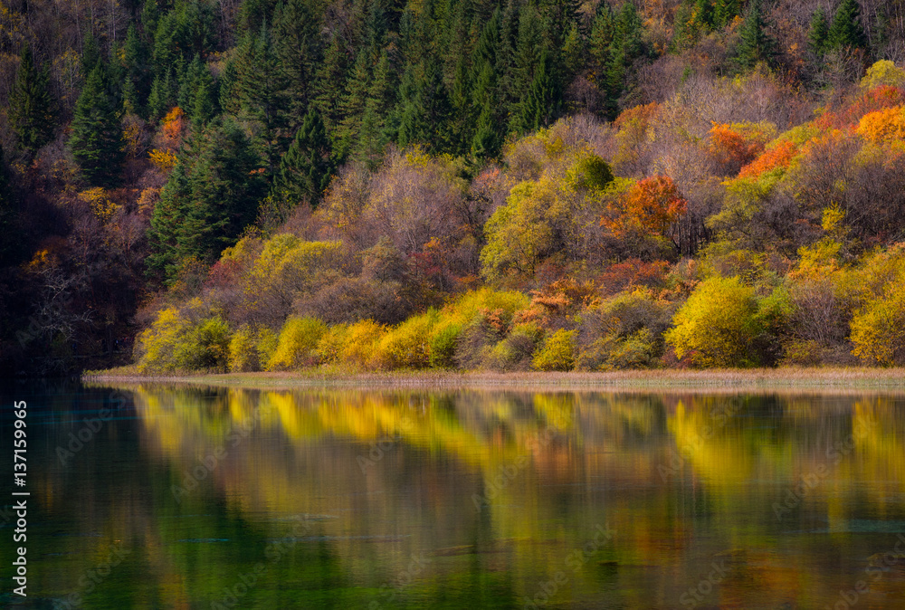 Amazing view of Five Flower Lake (multicolored lake) in Jiuzhaigou nature reserve, China