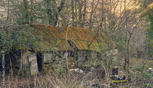 Tumbledown Shack in the woods