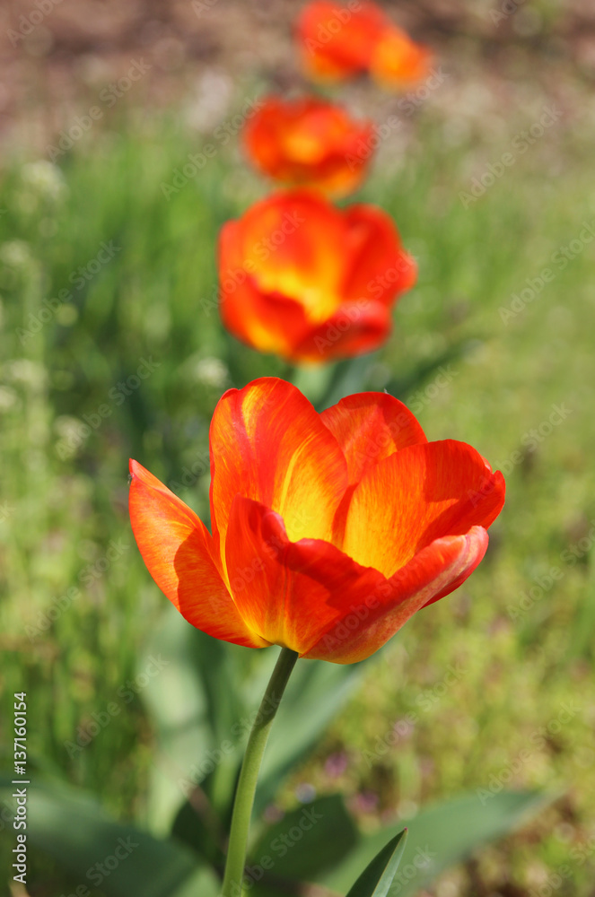 Tulips Tulips