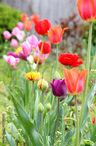 Bright tulips in the spring garden.  