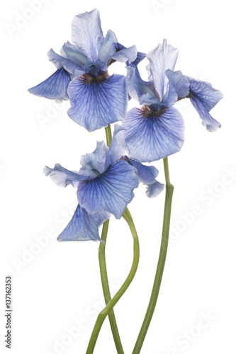 Fototapeta Naklejka Na Ścianę i Meble -  iris flower isolated