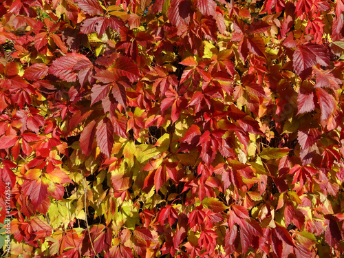 Red leaves wild grapes