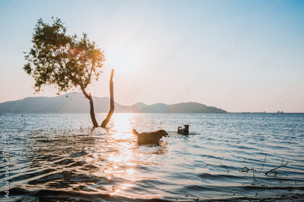 tree in water with blur of dog and mountain background at Bang Phra Reservoir Sriracha,Chonburi, Thailand.