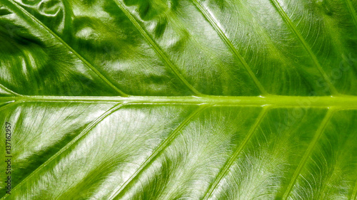 Big green leaf texture