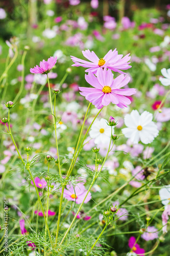 cosmos flower