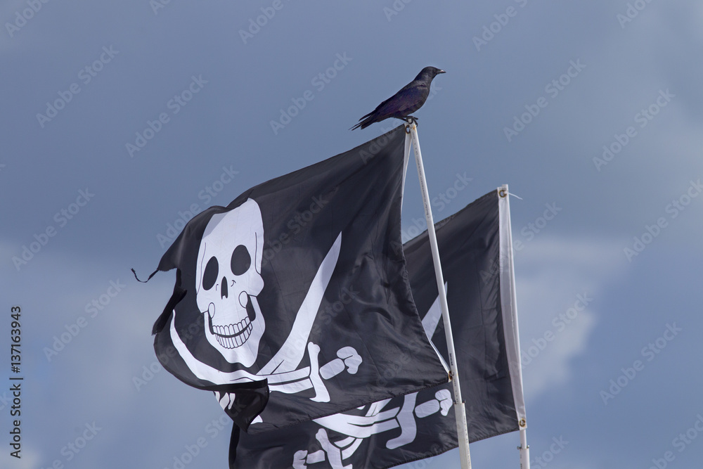 Fototapeta premium American crow (Corvus brachyrhynchos) Fort Myers beach Gulf Coast Florida USA