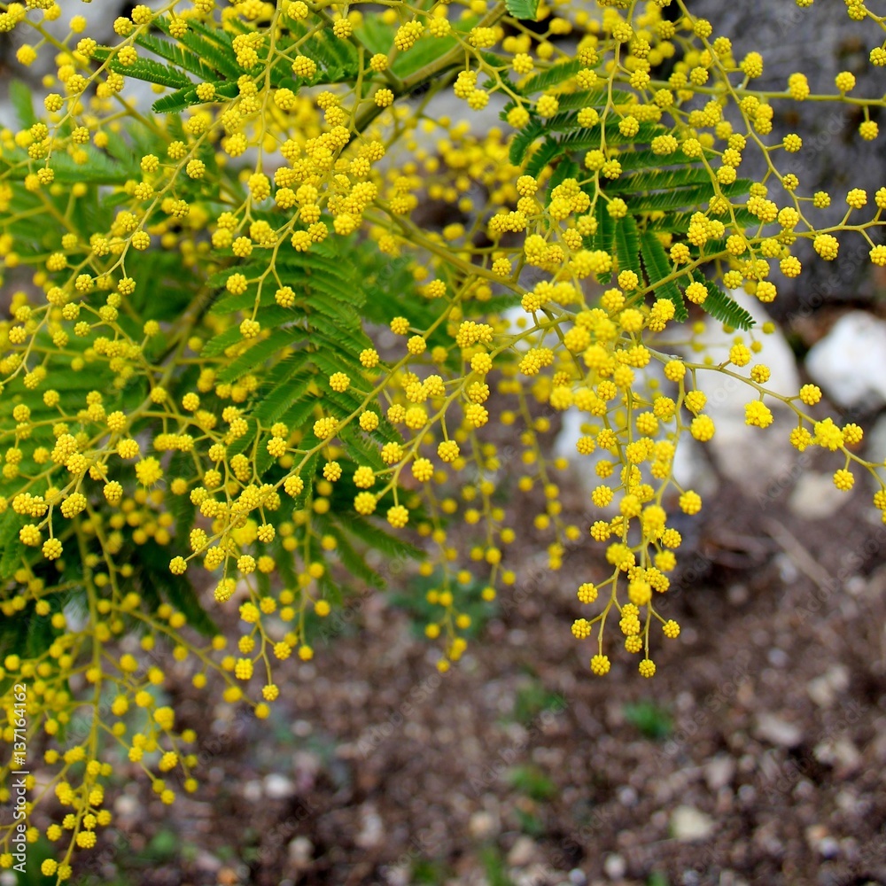 Obraz premium Blooming mimosa branch
