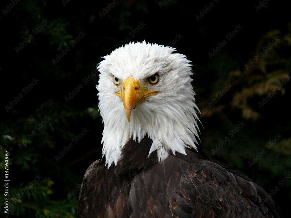 Frontal portrait of Bald Eagle, bird of prey Frontal portrait of Bald Eagle, bird of prey