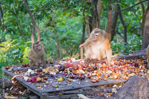 Obraz na płótnie Macaque monkey eating mangosteen on the road in Khao Rang hill, Phuket, Thailand w salonie