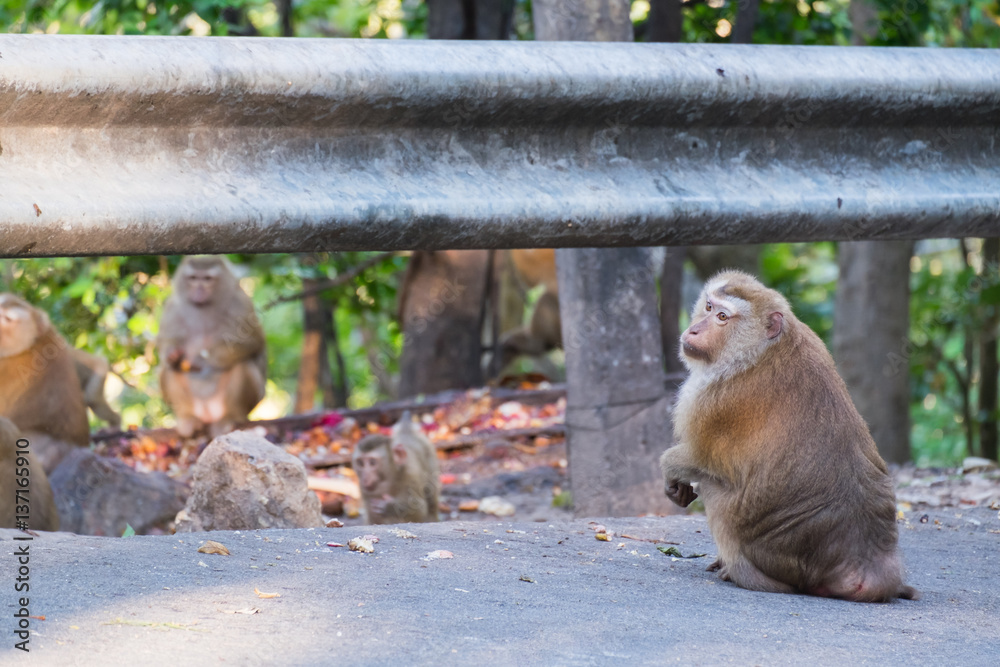Macaque monkey standing on the road in Khao Rang hill, Phuket, Thailand