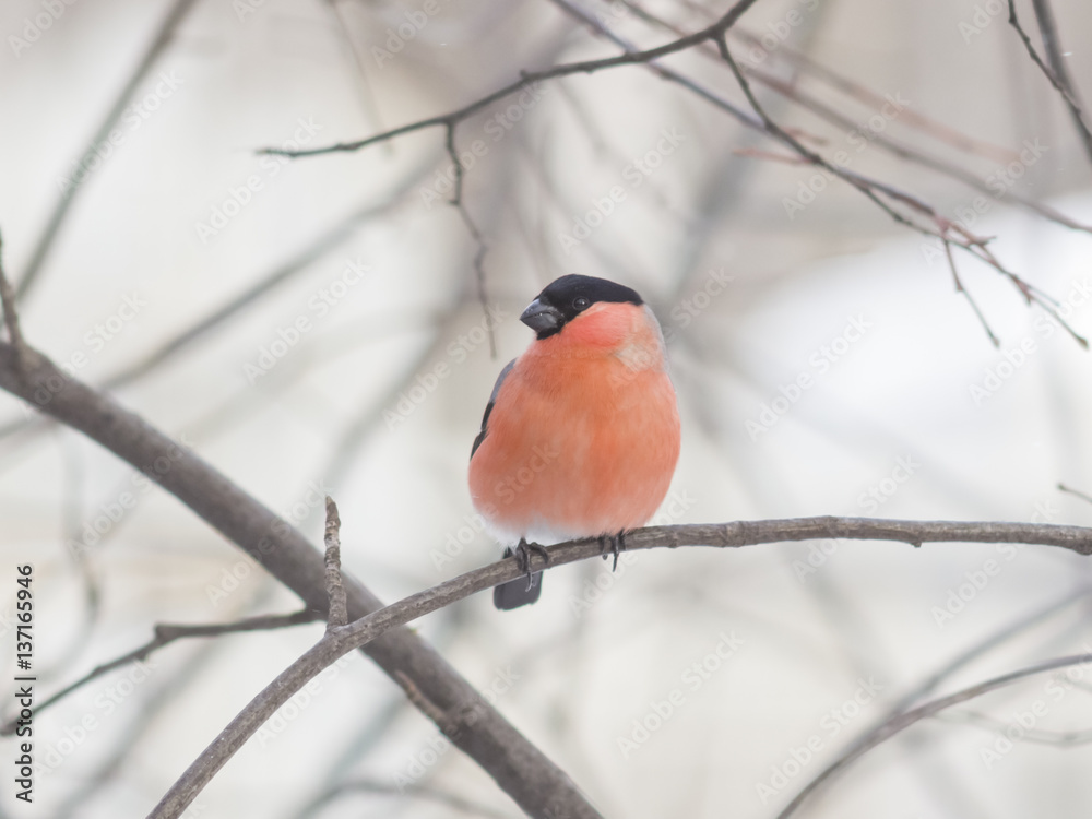 Red-colored Male of Eurasian Bullfinch, Pyrrhula pyrrhula, close-up portrait on branch with bokeh background, selective focus, shallow DOF