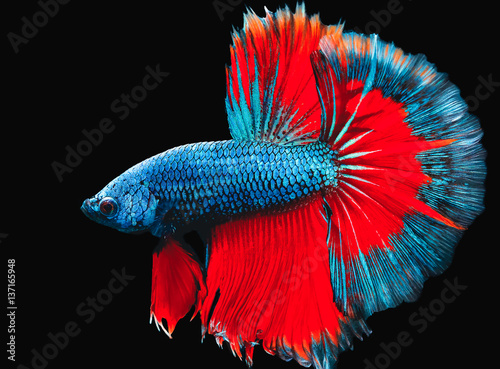 While motion capture fish interbreeding 