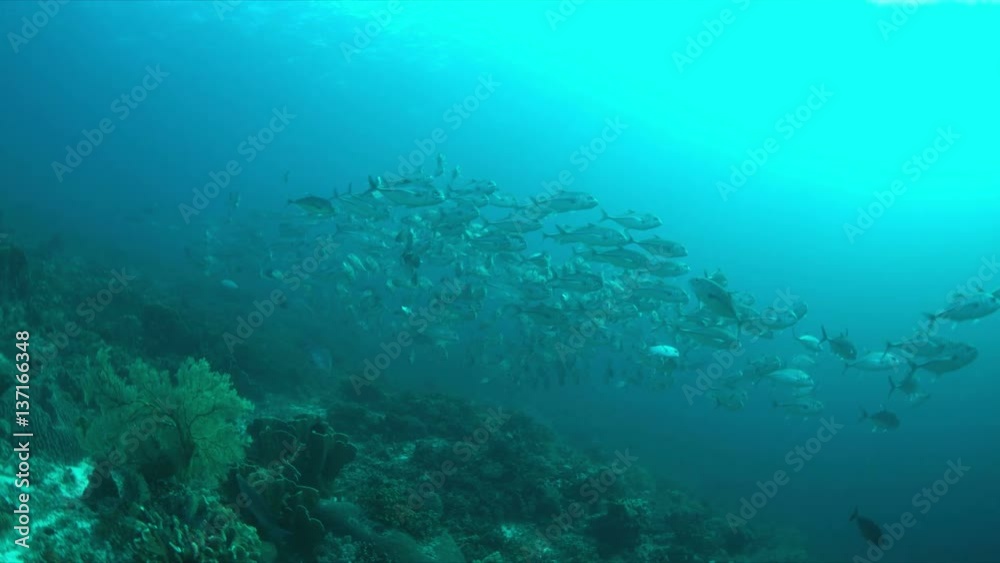 School of Big-eye Trevallies on a colorful coral reef. 4k footage School of Big-eye Trevallies on a colorful coral reef. 4k footage