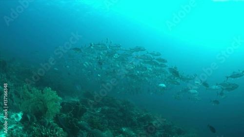 Wallpaper Mural School of Big-eye Trevallies on a colorful coral reef. 4k footage Torontodigital.ca