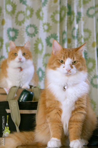 Fototapeta Naklejka Na Ścianę i Meble -  二匹の猫　正面
