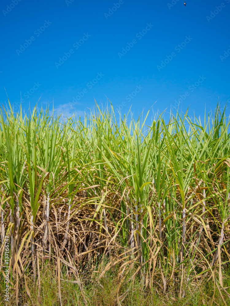 sugarcane field with blue sky background