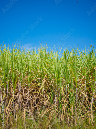 sugarcane field with blue sky background