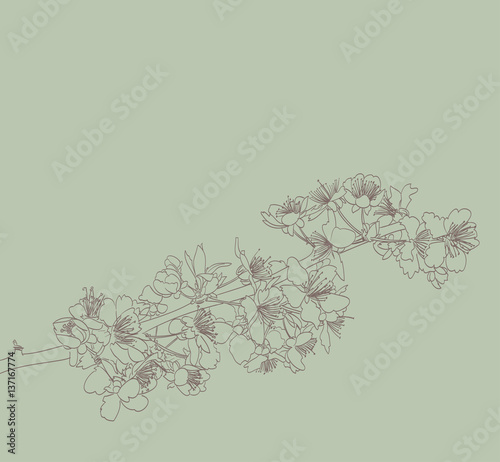 blossoming tree line art hand drawing. spring stylish background with flowers outline vector