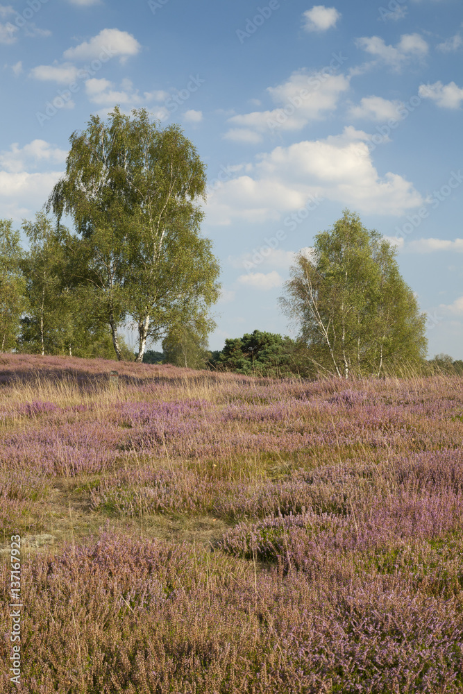 Blühende Heidelandschaft, Naturschutzgebiet Westruper Heide
