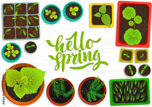 Vector set of flat seedlings of garden plants in colored pots on white wooden surface. Top view. For web template, agriculture store, adv. Hand written green lettering 'Hello spring".