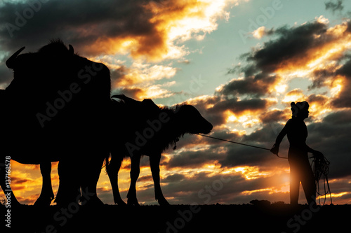 Farmers with of buffalo at sunset.