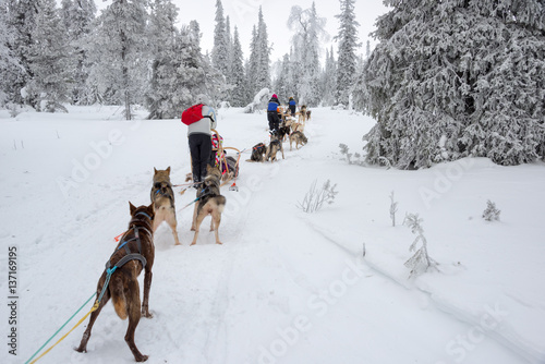 Husky dog sledding in Lapland, Finland