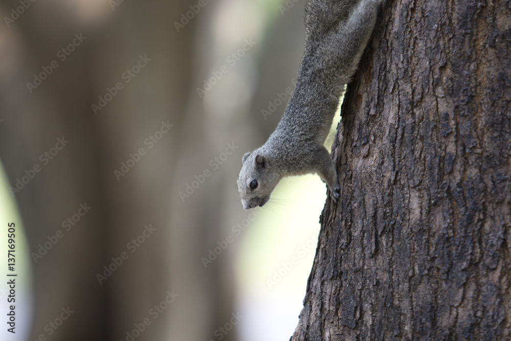 squirrel, animal, park, nature, Background images squirrel, animal, park, nature, Background images