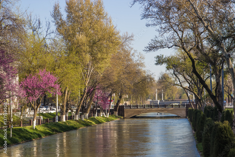 bridge over the river in the centre of the Tashkent, Uzbekistan. Eastern Redbud flowering in early spring bridge over the river in the centre of the Tashkent, Uzbekistan. Eastern Redbud flowering in early spring