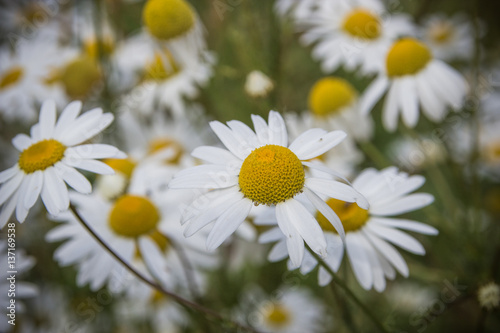 Wild chamomile flowers on a field at the mountains