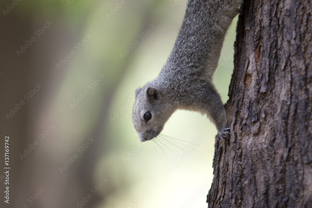 squirrel, animal, park, nature, Background images squirrel, animal, park, nature, Background images